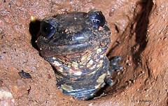 Salamandra Salamandra