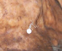 Aranha troglóbia do Maciço Calcário Estremenho: Nesticus lusitanicus