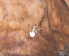 Aranha troglóbia do Maciço Calcário Estremenho: Nesticus lusitanicus Aranha troglóbia do Maciço Calcário Estremenho: Nesticus lusitanicus