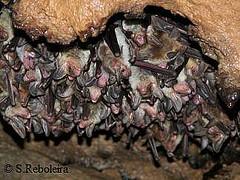 Colónia de morcego-rato-grande