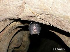 Morcego de ferradura-grande