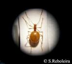 coleóptero cavernícola, Leptodirus hochenwartii