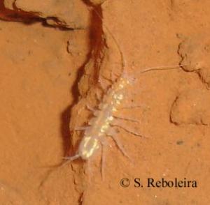 Asellus lusitanicus